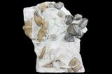 Calymene Trilobite & Brachiopods - Waldron Shale #137693-1